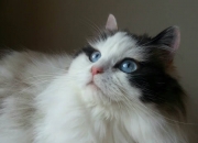 开云体育登录-孤星闪耀，2026世界杯G组，波兰铁骑碾压乌兹别克斯坦，塔雷米演绎个人英雄主义