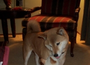 开云官网-北欧风暴对决加泰巨人，哈兰德进攻端无人可挡，丹麦防线溃败于巴萨铁蹄