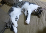 开云体育官网-决胜时刻，从佛罗伦萨果岭到巴林赛道，孤勇者的交响