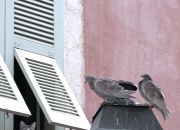 开云APP-猎杀袋鼠，高卢雄鸡如何将年度焦点战变为战术终结的教科书