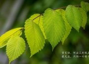 开云体育中国-核心设定（思维扩展）