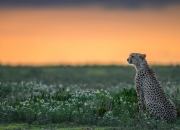 开云-节奏艺术家与战术机器，库里与爵士的两种统治力