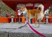 开云sport-冰与火的碰撞，塔图姆最后一击熄灭广厦逆袭烈焰