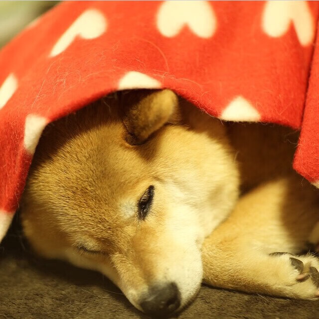 冷血刺客,德罗赞用一记后仰封存了王朝的时间