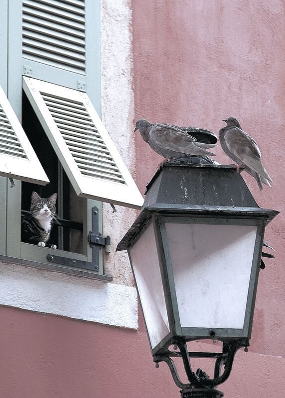 归化之光点亮绿茵，卡瓦哈尔一锤定音，中国男足热身赛爆冷撼动南非