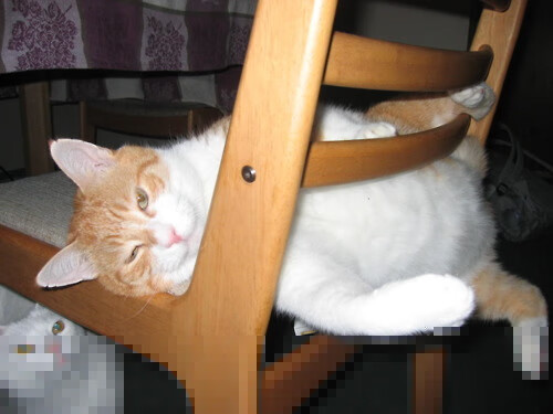 意甲焦点战惊现时空裂痕，猛龙连续得分压制魔术事件全记录