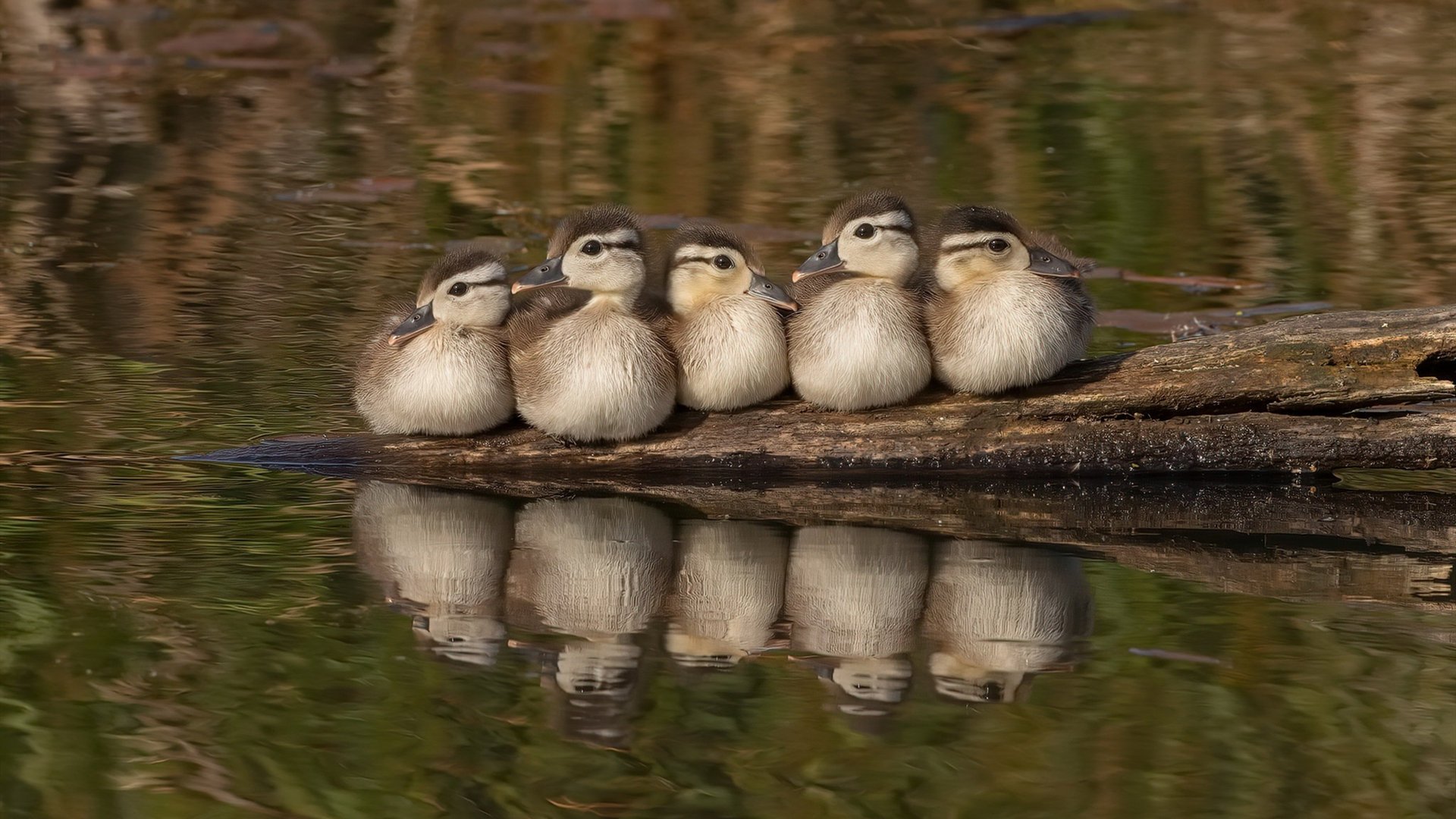 当东方明珠遇见绿茵传说，乔治的封神时刻