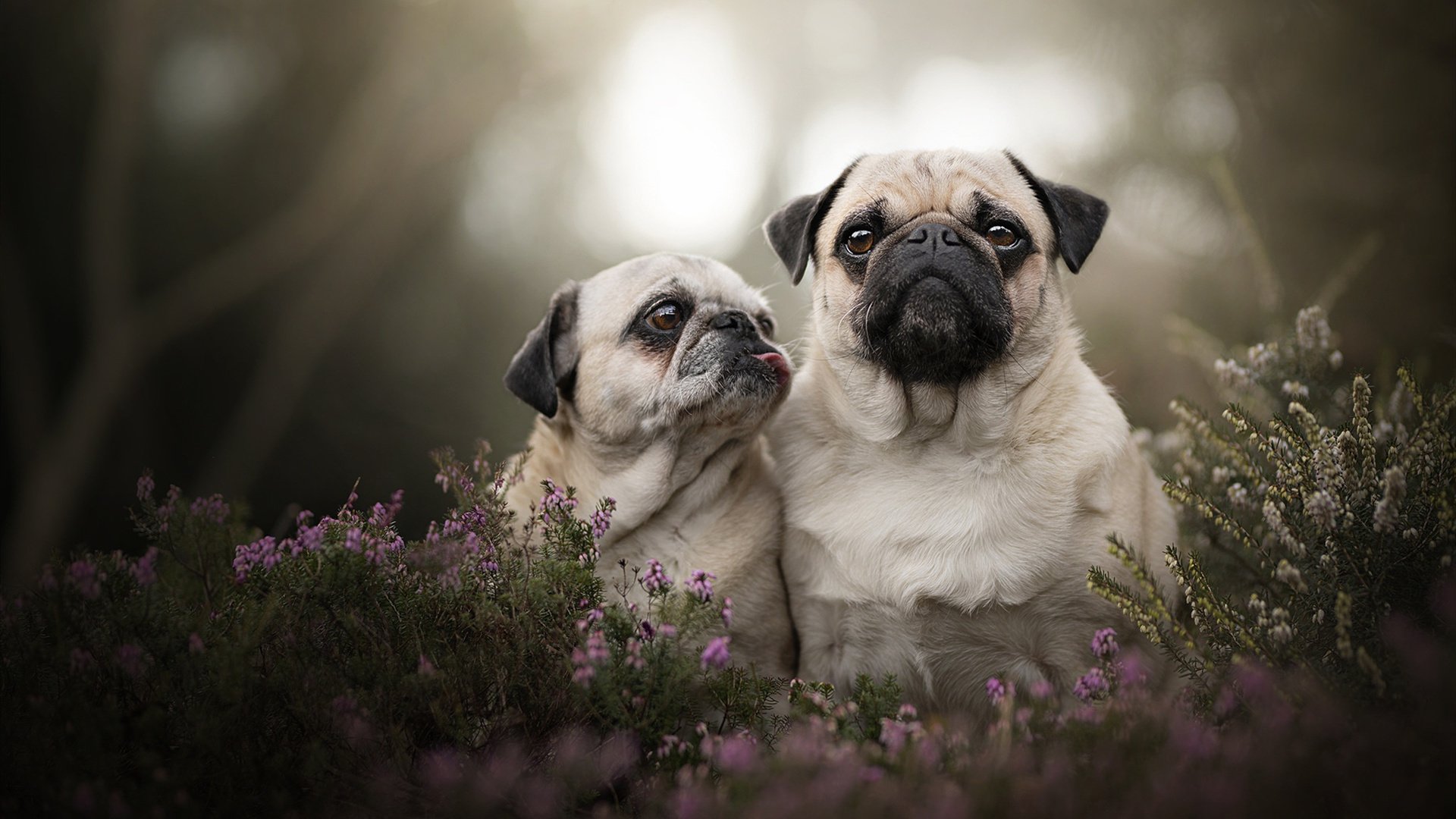 山鹰折翼,美国青春风暴冲垮哥伦比亚,劳塔罗替补绝杀定乾坤