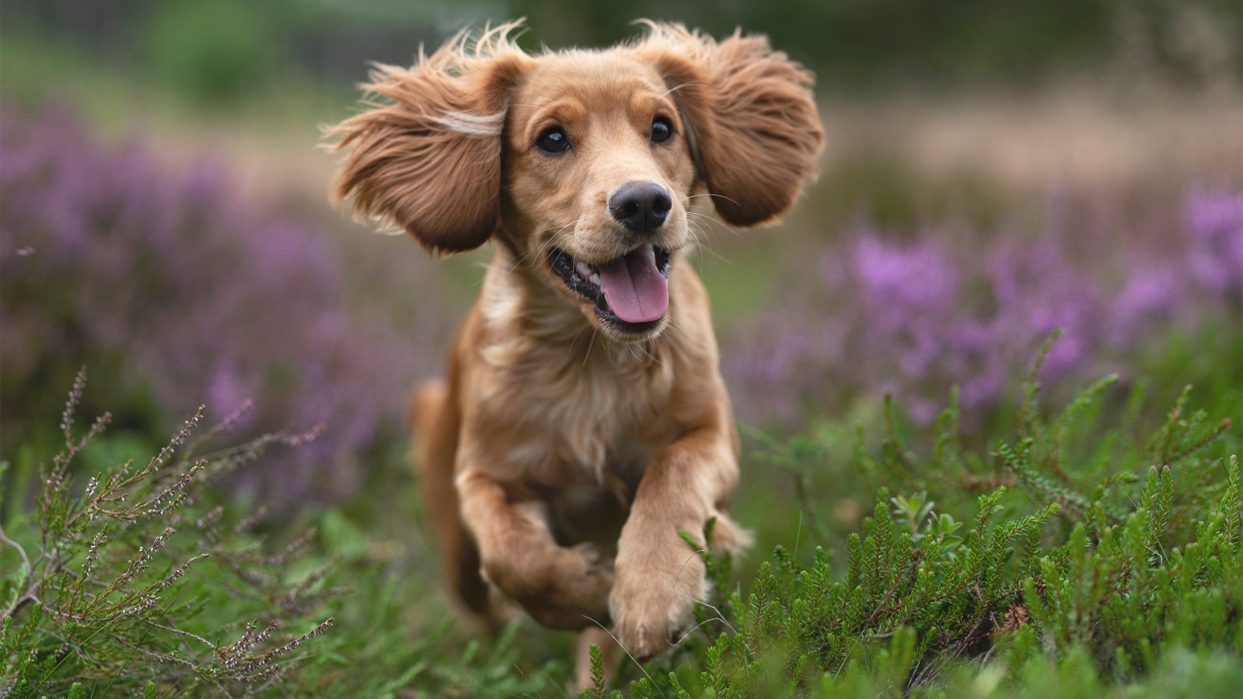 当袋鼠军团遇见永恒之城,一场穿越16483公里的足球奇遇与坎特的第800场里程碑