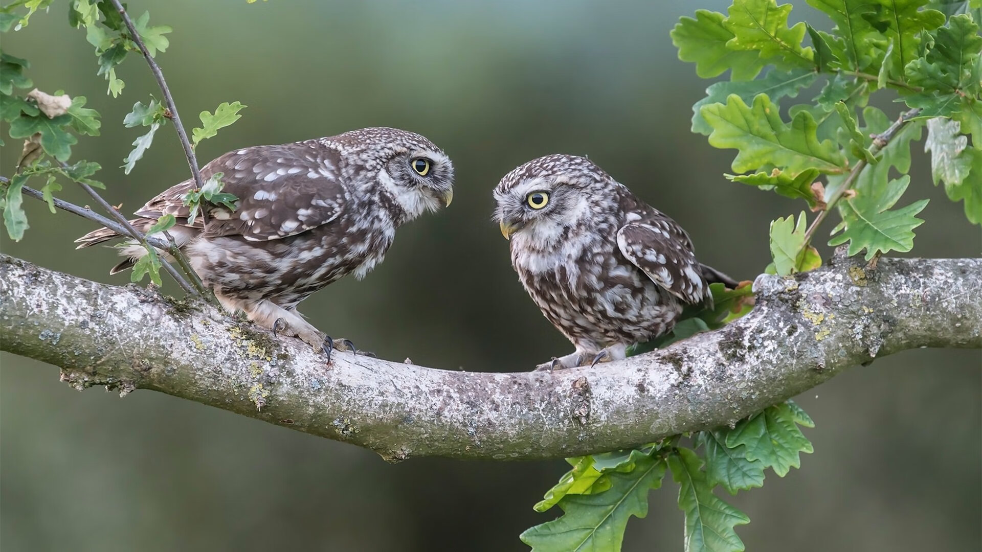 现代篮球的双面镜,团队洪流与巨星利刃—公牛窒息式攻击与伦纳德的终极接管
