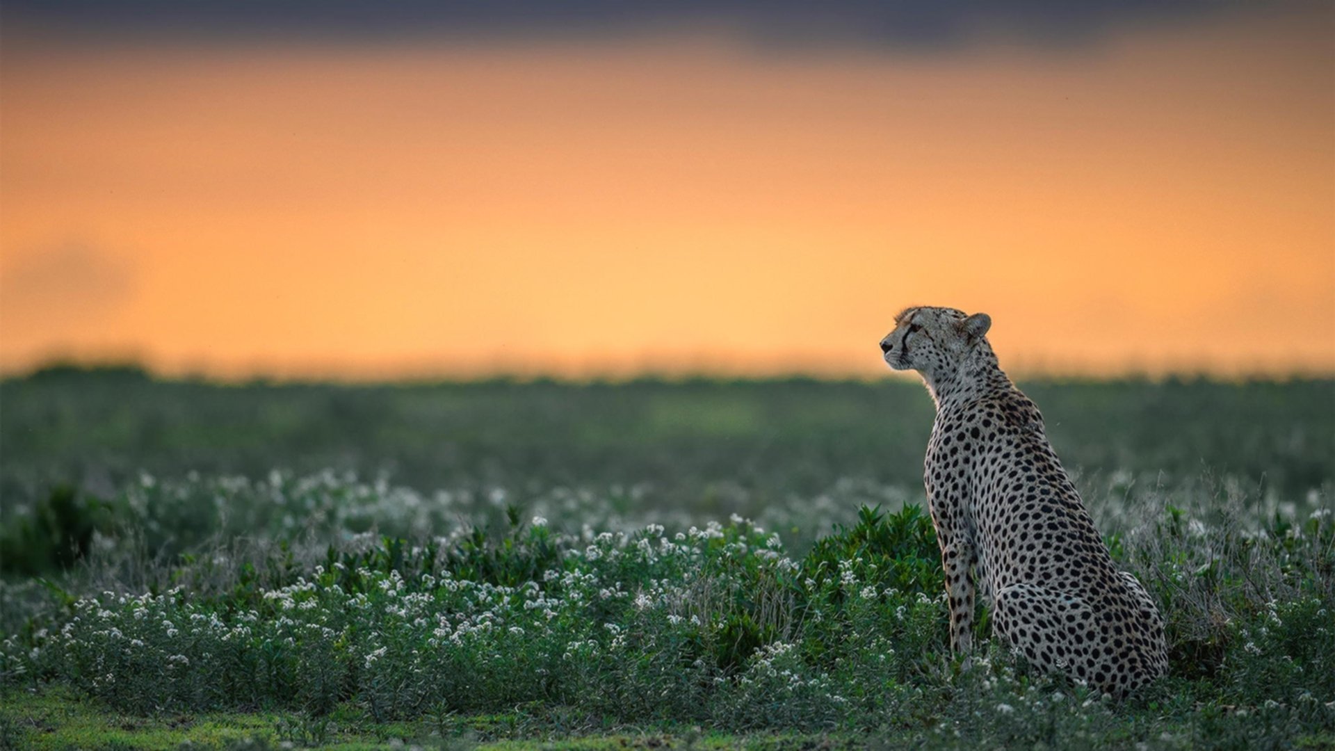 节奏艺术家与战术机器，库里与爵士的两种统治力