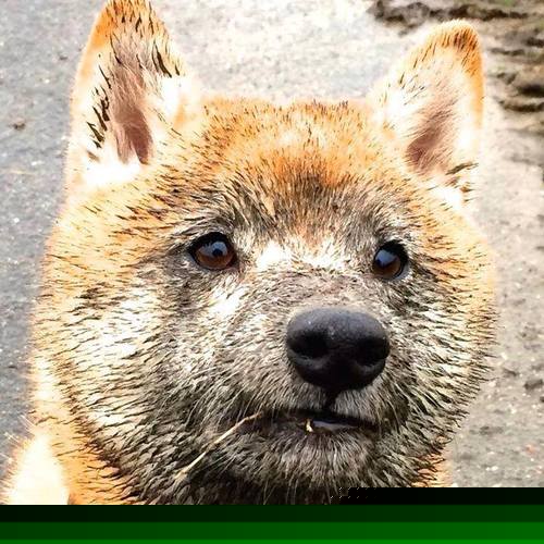 雷霆时代，青年近卫军的宣言与鹰隼的黄昏