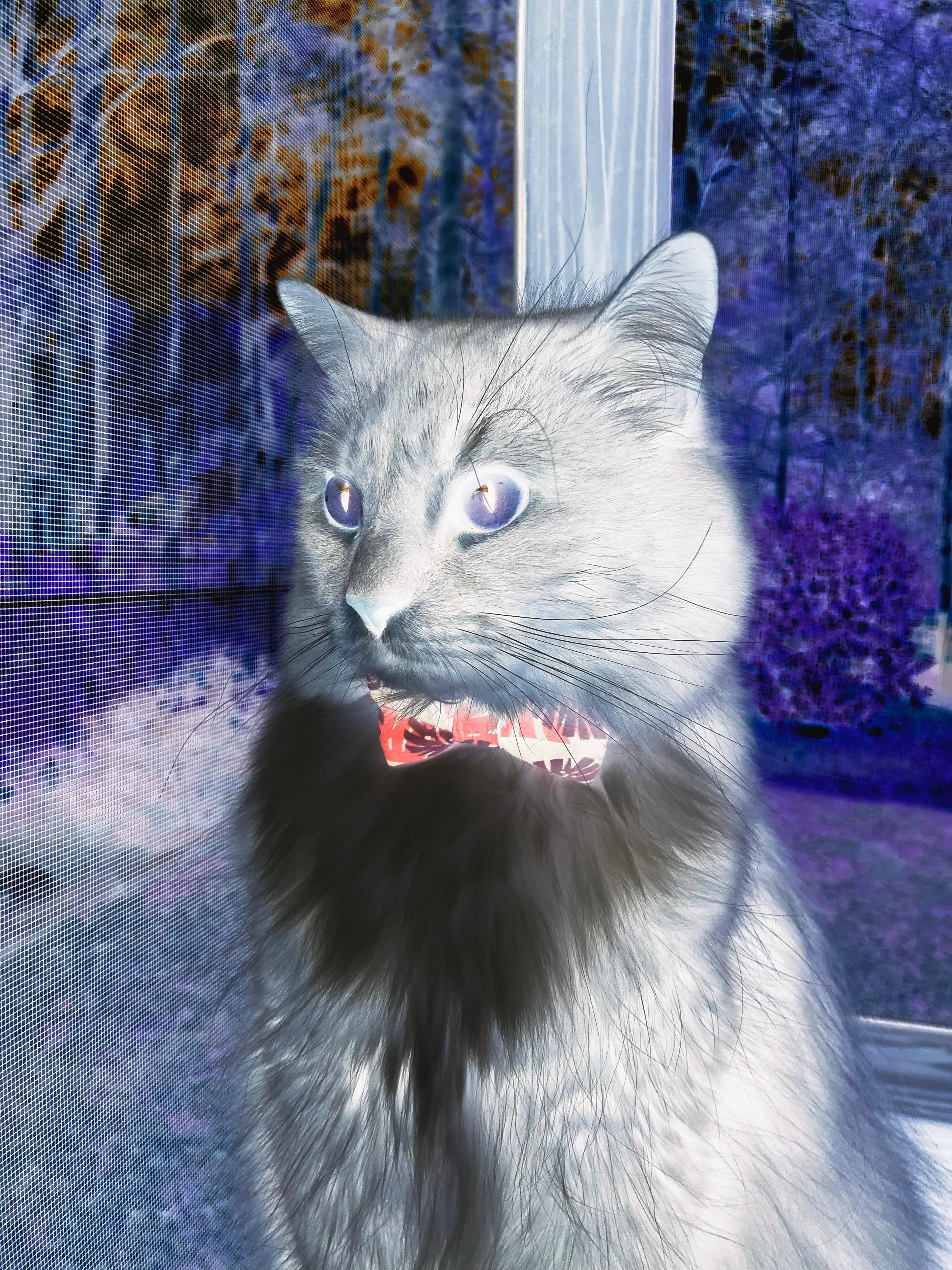 唯一性,骑士的掌控与福克斯的接管—体育世界的两种王冠