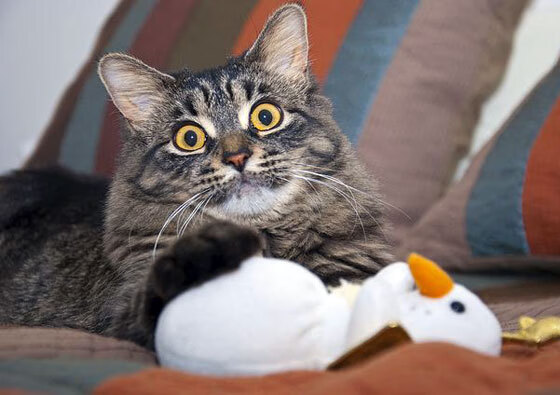 聚光灯外的稳定,阿根廷的胜利与库尔图瓦的沉默守护