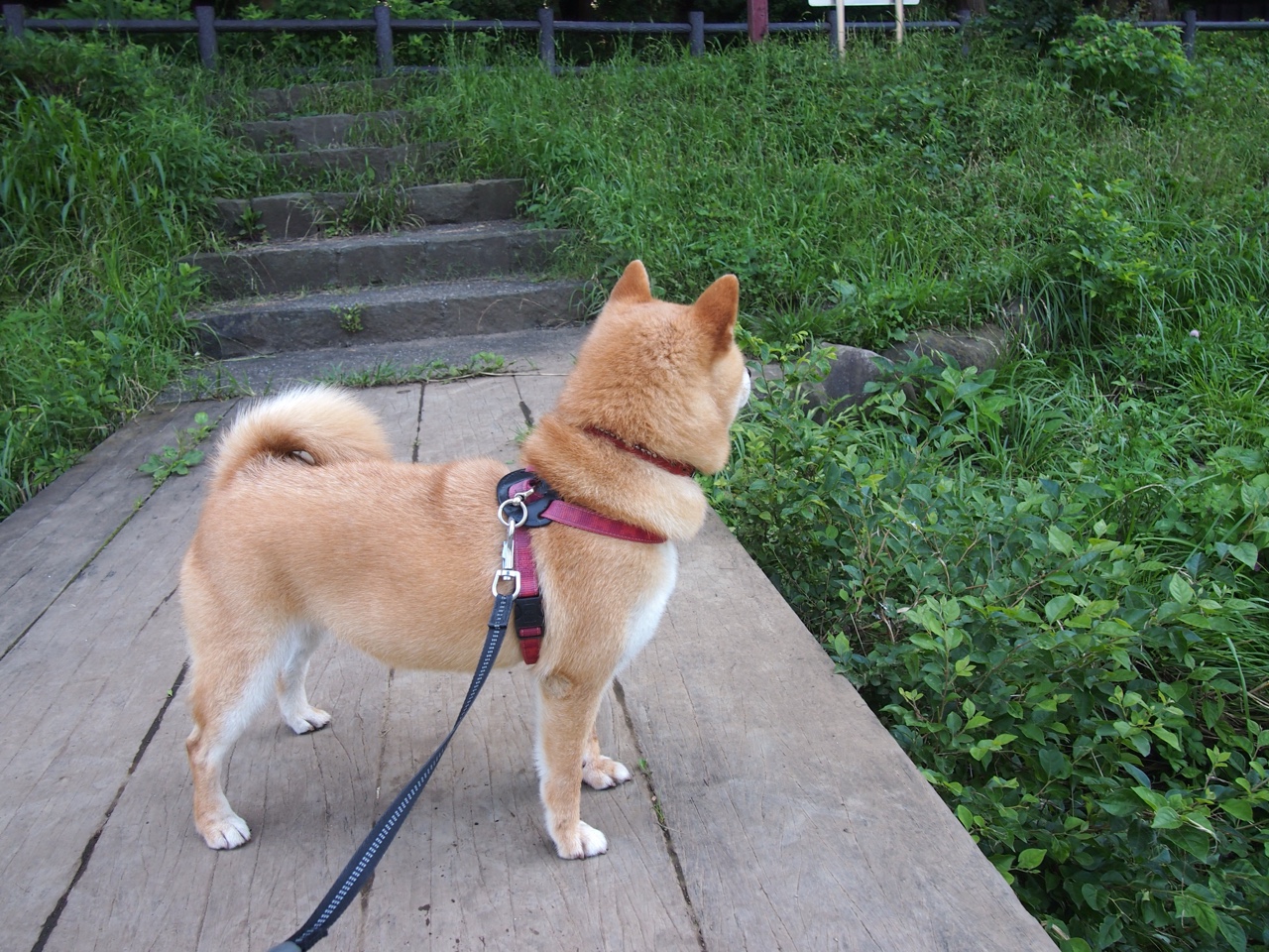 沙尘暴与定海神针,资本浪潮中赖斯的钢铁中场统治