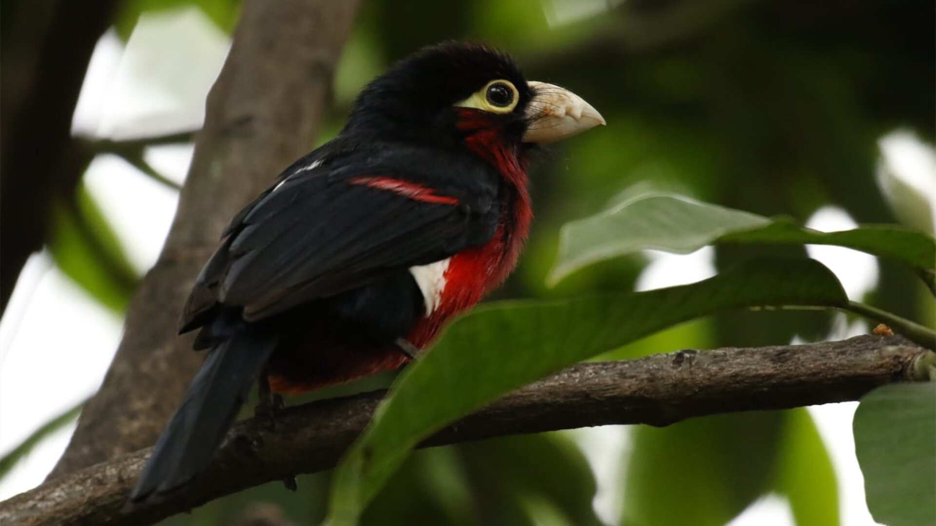 黄浦江畔的战术风暴，布克三双引领上海队斩落御林军